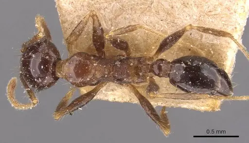 Pheidole sharpi specimen CASENT0907954 image casent0907954_1