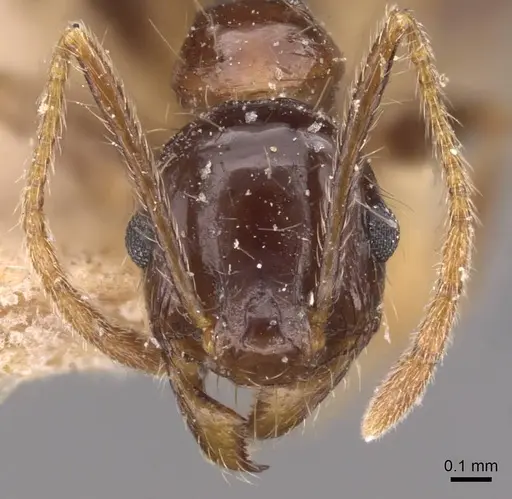 Pheidole sharpi specimen CASENT0907954 image casent0907954_2