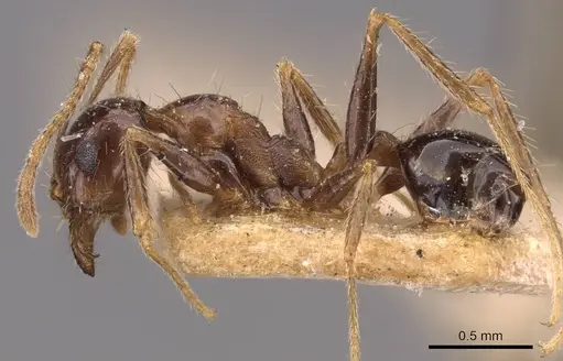 Pheidole sharpi specimen CASENT0907954 image casent0907954_3