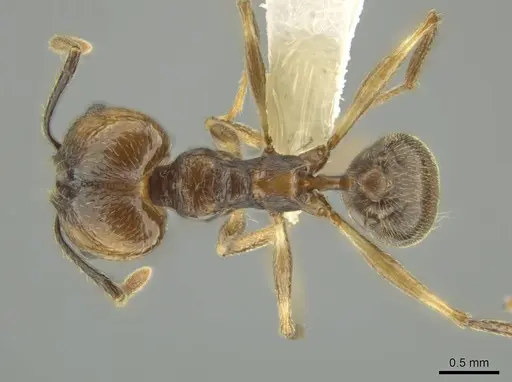 Pheidole sicaria specimen CASENT0631480 image casent0631480_1