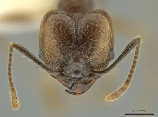 Pheidole sicaria specimen CASENT0631480 image casent0631480_2