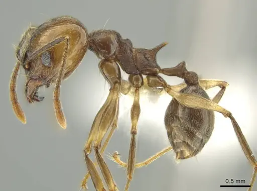 Pheidole sicaria specimen CASENT0631480 image casent0631480_3