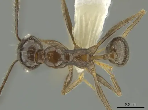 Pheidole sicaria specimen CASENT0631482 image casent0631482_1