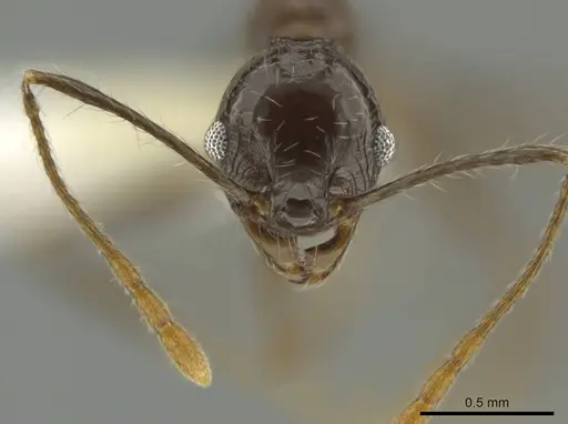 Pheidole sicaria specimen CASENT0631482 image casent0631482_2