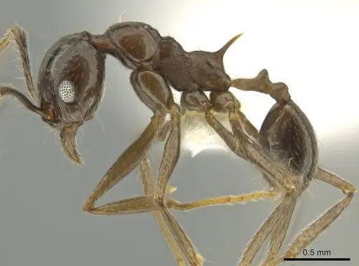 Pheidole sicaria specimen CASENT0631482 image casent0631482_3