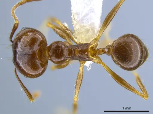 Pheidole sicaria specimen CASENT0632939 image casent0632939_1