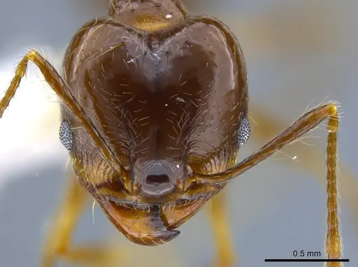 Pheidole sicaria specimen CASENT0632939 image casent0632939_2