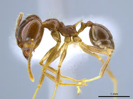 Pheidole sicaria specimen CASENT0632939 image casent0632939_3