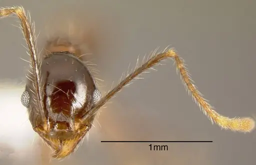 Pheidole sicaria specimen CASENT0635526 image casent0635526_1
