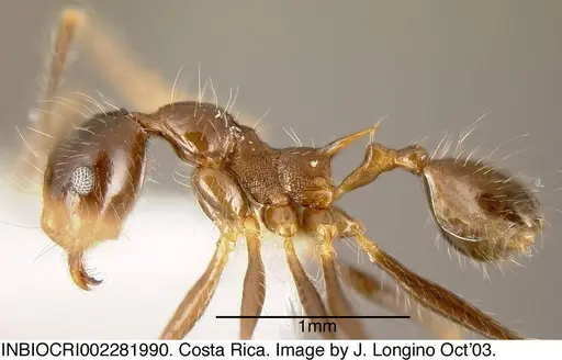 Pheidole sicaria specimen CASENT0635526 image casent0635526_2