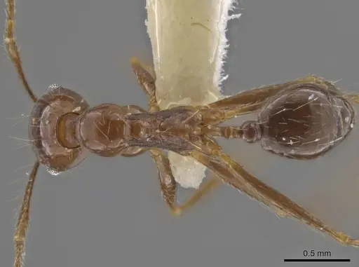 Pheidole sicaria specimen CASENT0636795 image casent0636795_1