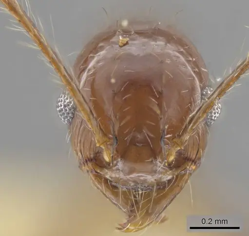 Pheidole sicaria specimen CASENT0636795 image casent0636795_2