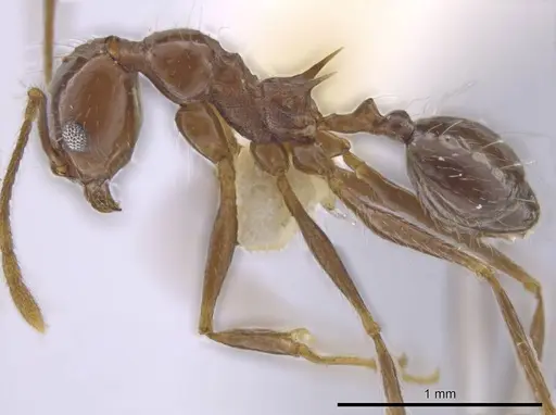 Pheidole sicaria specimen CASENT0636795 image casent0636795_3