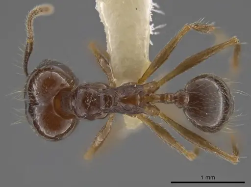 Pheidole sicaria specimen INBIOCRI002279410 image inbiocri002279410_1