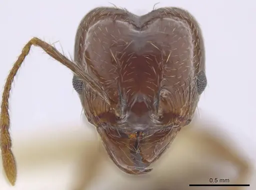 Pheidole sicaria specimen INBIOCRI002279410 image inbiocri002279410_2