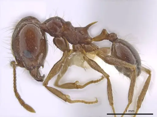 Pheidole sicaria specimen INBIOCRI002279410 image inbiocri002279410_3