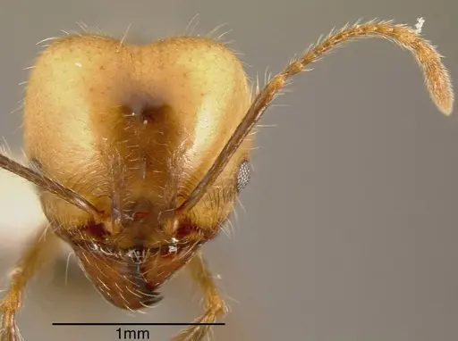 Pheidole sicaria specimen INBIOCRI002281990 image inbiocri002281990_1