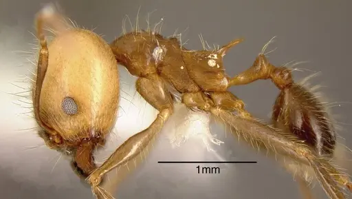 Pheidole sicaria specimen INBIOCRI002281990 image inbiocri002281990_2