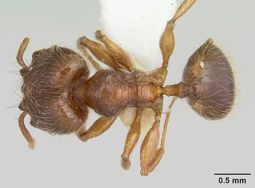 Pheidole sigillata specimen CASENT0178055 image casent0178055_1