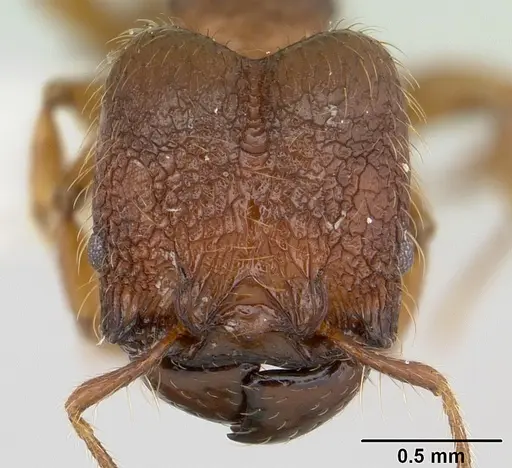 Pheidole sigillata specimen CASENT0178055 image casent0178055_2