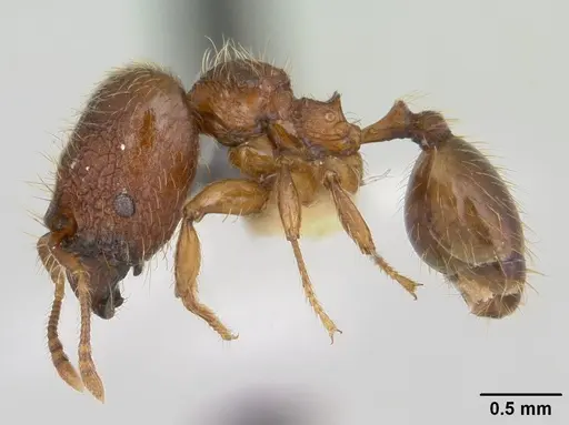 Pheidole sigillata specimen CASENT0178055 image casent0178055_3