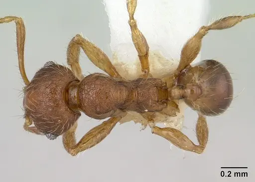Pheidole sigillata specimen CASENT0178056 image casent0178056_1
