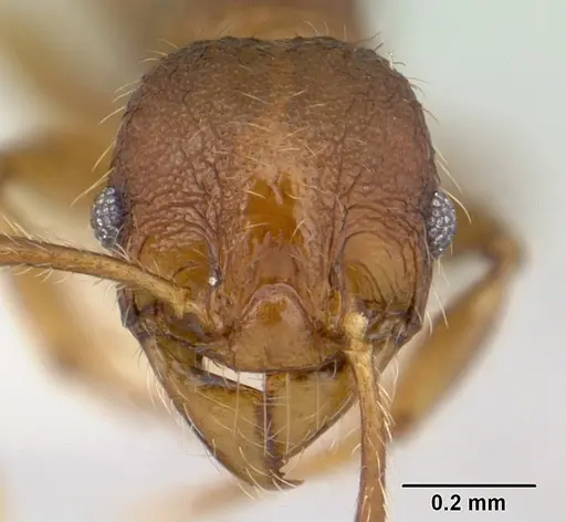 Pheidole sigillata specimen CASENT0178056 image casent0178056_2