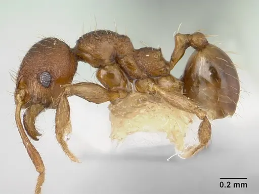 Pheidole sigillata specimen CASENT0178056 image casent0178056_3