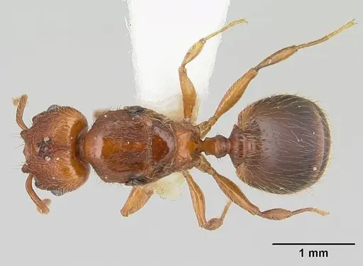 Pheidole sigillata specimen CASENT0178057 image casent0178057_1