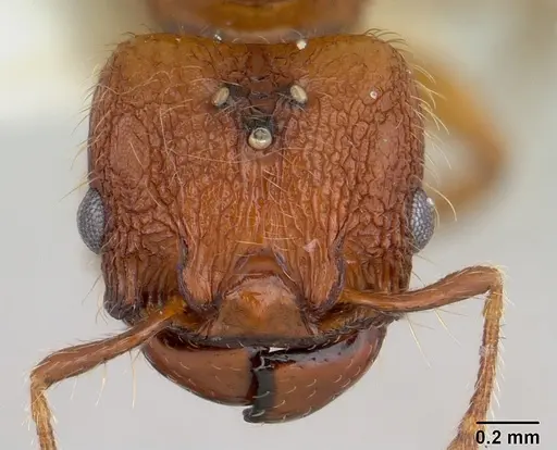 Pheidole sigillata specimen CASENT0178057 image casent0178057_2