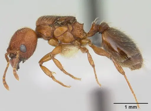 Pheidole sigillata specimen CASENT0178057 image casent0178057_3