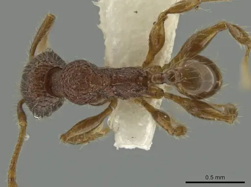 Pheidole sigillata specimen CASENT0645873 image casent0645873_1