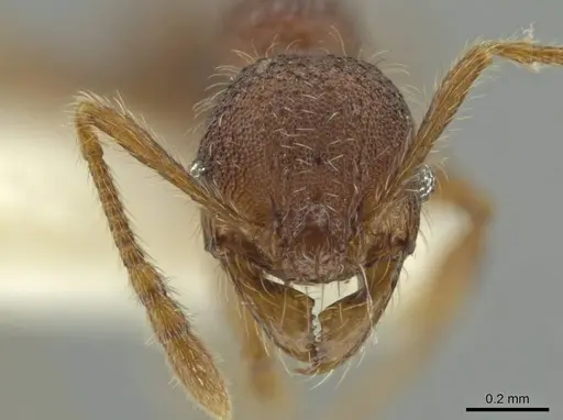 Pheidole sigillata specimen CASENT0645873 image casent0645873_2