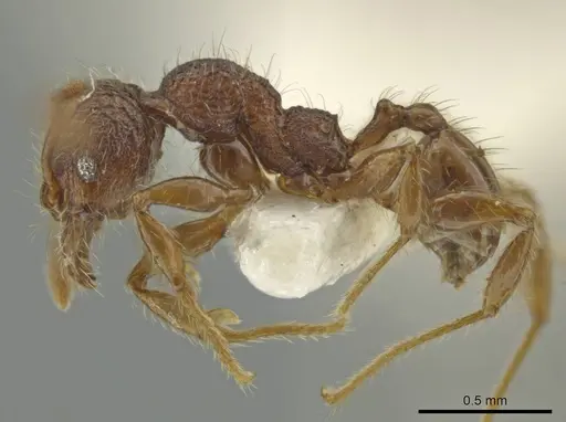 Pheidole sigillata specimen CASENT0645873 image casent0645873_3