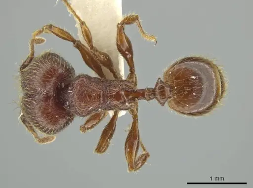 Pheidole sigillata specimen JTLC000016529 image jtlc000016529_1