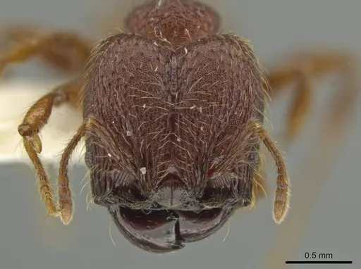 Pheidole sigillata specimen JTLC000016529 image jtlc000016529_2