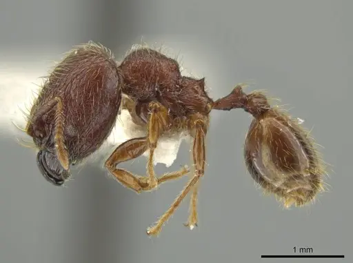 Pheidole sigillata specimen JTLC000016529 image jtlc000016529_3