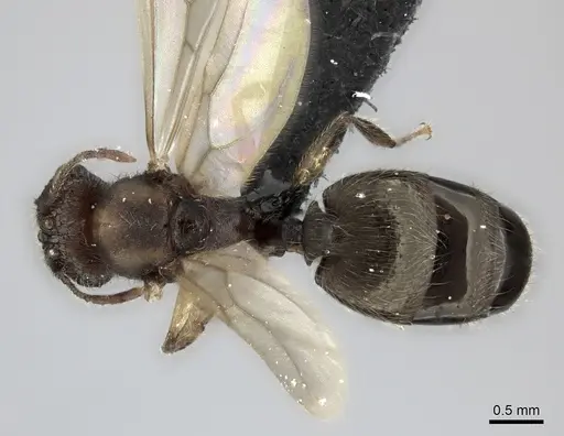 Pheidole sikorae specimen CASENT0063315 image casent0063315_1