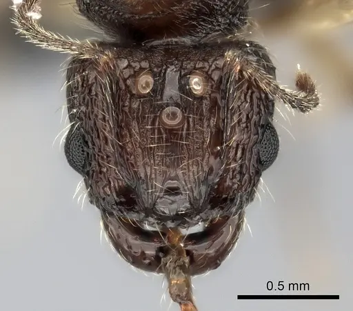 Pheidole sikorae specimen CASENT0063315 image casent0063315_2
