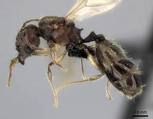 Pheidole sikorae specimen CASENT0063315 image casent0063315_3
