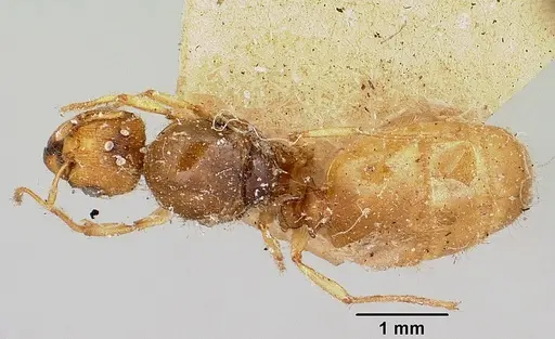Pheidole sikorae specimen CASENT0101573 image casent0101573_1