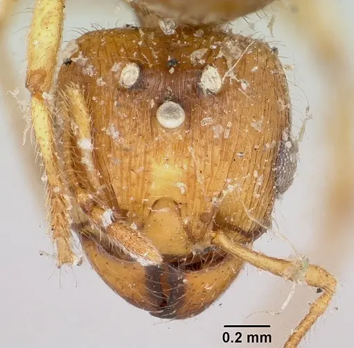 Pheidole sikorae specimen CASENT0101573 image casent0101573_2