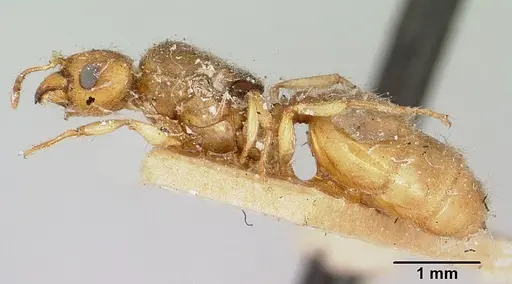Pheidole sikorae specimen CASENT0101573 image casent0101573_3