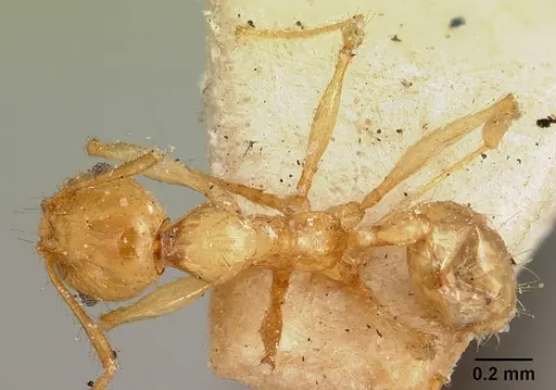 Pheidole sikorae specimen CASENT0101668 image casent0101668_1