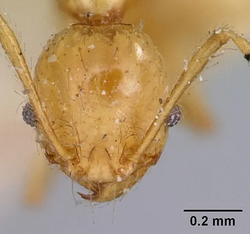 Pheidole sikorae specimen CASENT0101668 image casent0101668_2