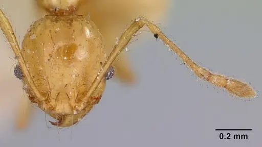 Pheidole sikorae specimen CASENT0101668 image casent0101668_3