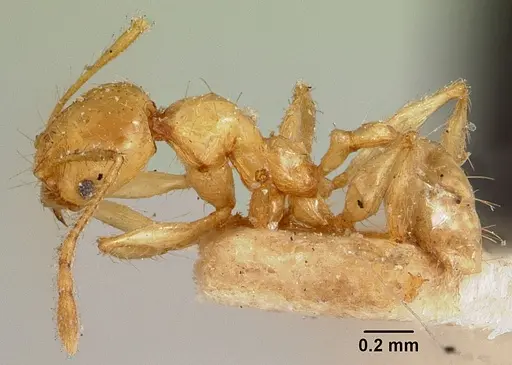 Pheidole sikorae specimen CASENT0101668 image casent0101668_4