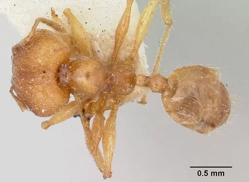 Pheidole sikorae specimen CASENT0101692 image casent0101692_1