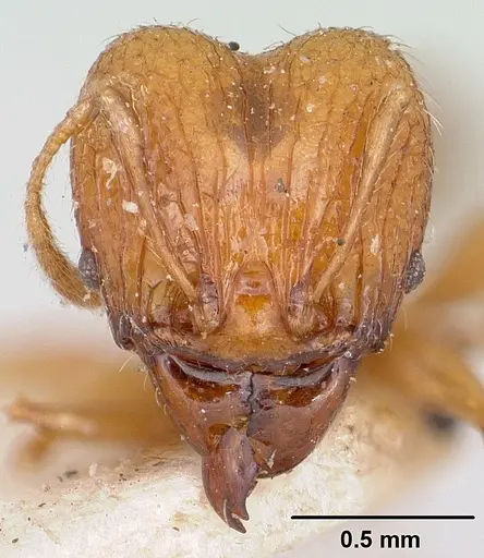 Pheidole sikorae specimen CASENT0101692 image casent0101692_2