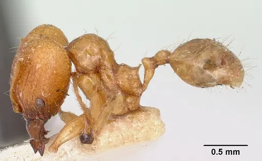 Pheidole sikorae specimen CASENT0101692 image casent0101692_3